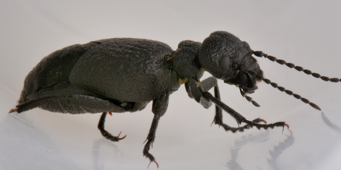 Meloidae:  Meloe ganglbaueri? Forse M. mediterraneus